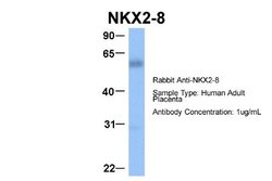 NKX2.8 Antibody, Novus Biologicals 100 &mu;L; Unconjugated:Antibodies,